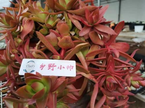 小帅|冬季养多肉,了解怎样“懒”怎样“勤”,冬季多肉才会美美哒