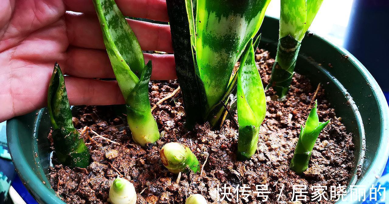 浇水|虎皮兰有“5怕”,难怪从不出新芽,越养越难看