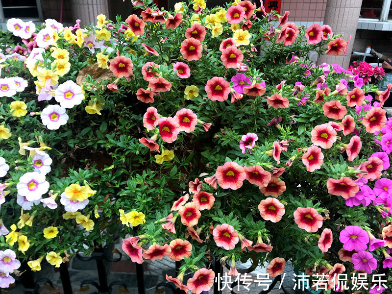 花朵五颜六色,花期超半年,好养如绿萝吊兰,此盆栽植物值得入手