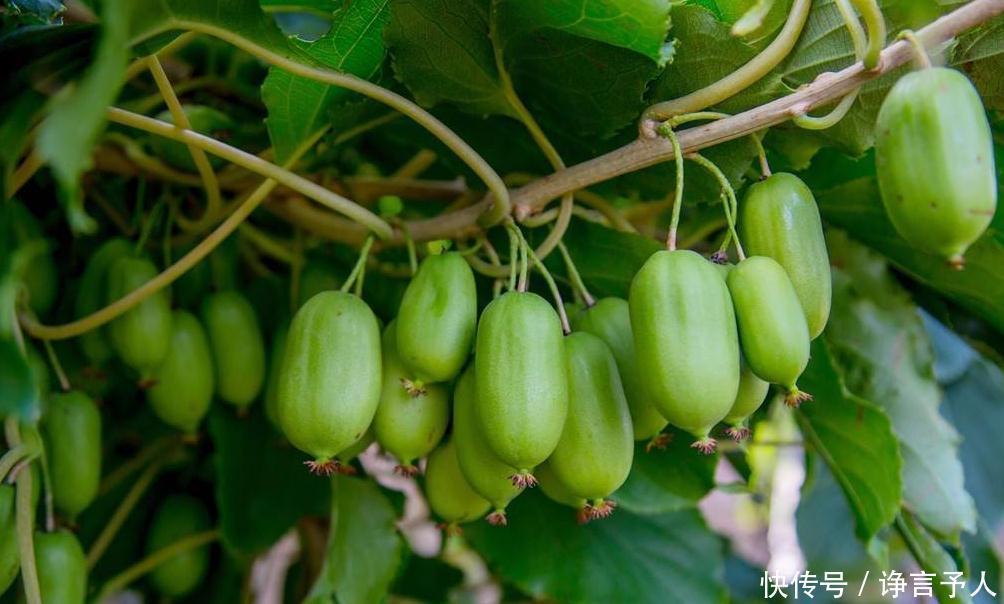 皱纹|女性过了40岁不想老的快,此果子每天吃两个,皱纹减少许多