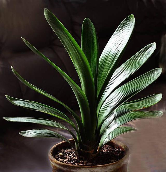 养君子兰，有一个“小技巧”，长得叶大叶宽，花多，根系壮