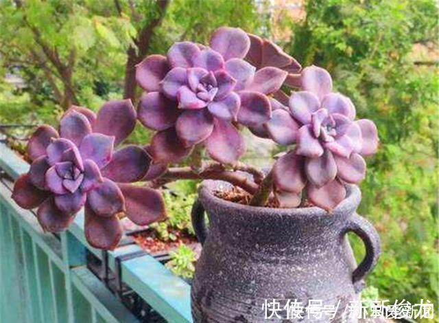 多肉中的潜力股,比吊兰好养,比玫瑰漂亮3招养成绚丽悬崖桩