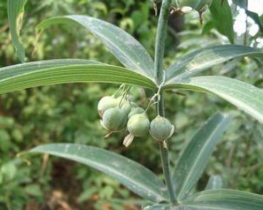 形状像山芋，看起来是歪七扭八，常被误认为是玉竹