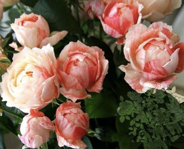 什么“养花肥”，都不如“它”，腐熟后浇君子兰、月季，开出花！