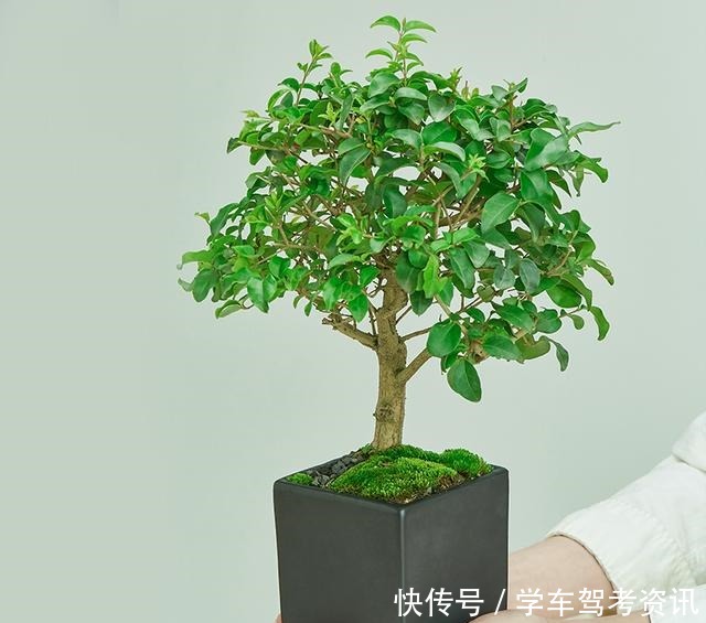 7种花,就得小盆养,盆越小水越少,长得更快!