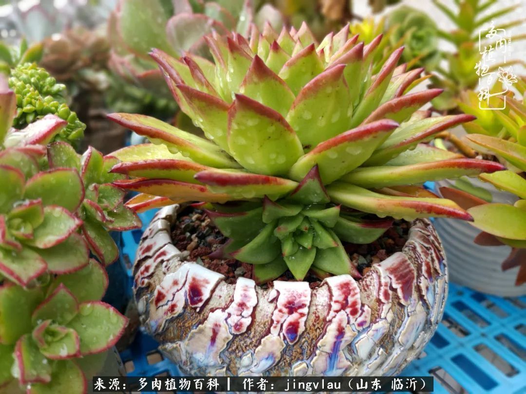 花月|多肉露养度夏,没遮阳没遮雨,有惊无险!