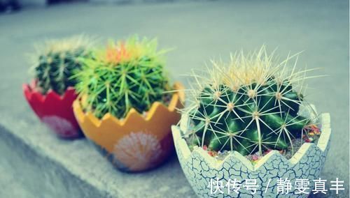 喜阴植物|花卉晒太阳还有这么多技巧,快学起来吧!