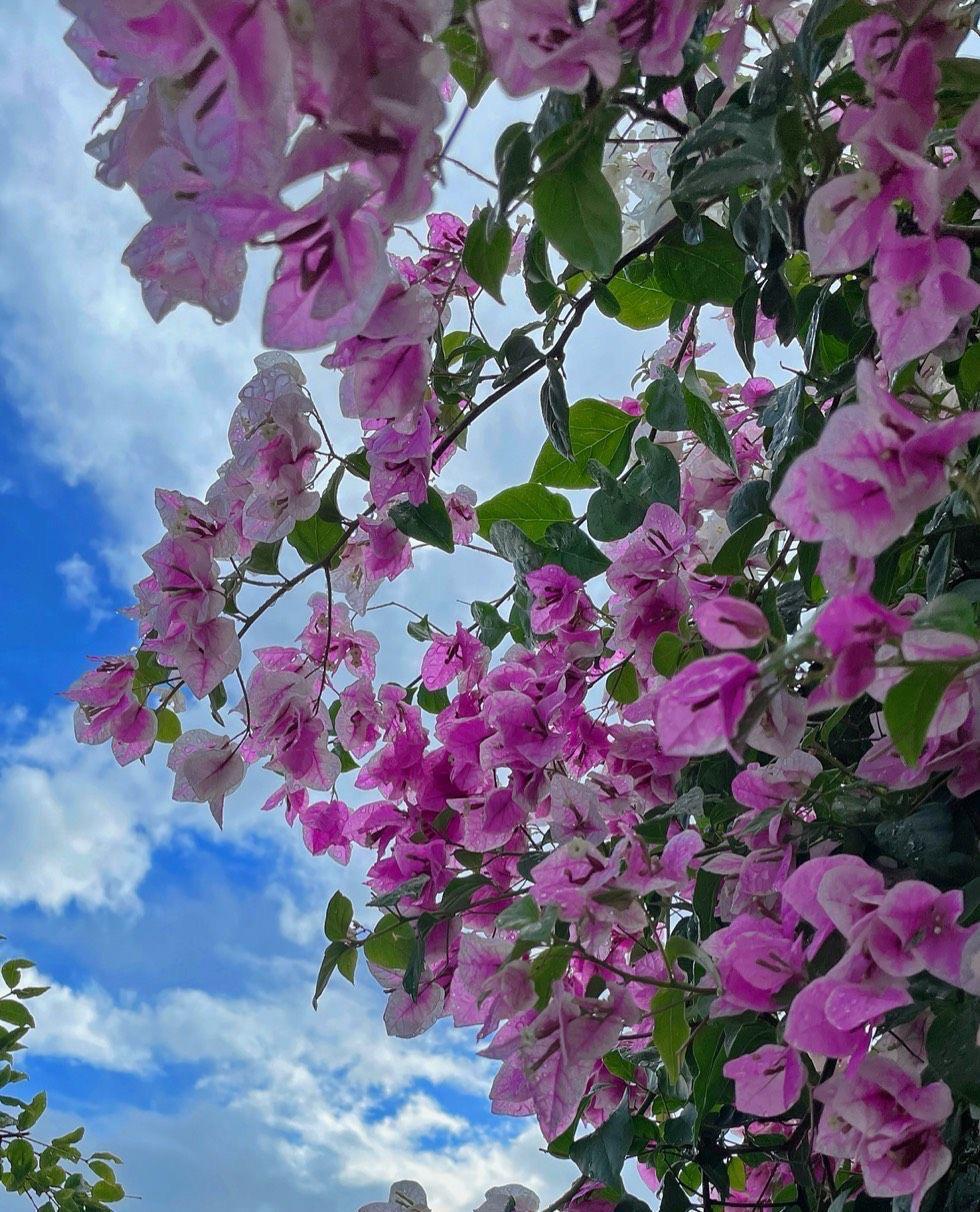 光照|又到了三角梅盛开的季节，做好3步，阳台也能养很好，照样爆花
