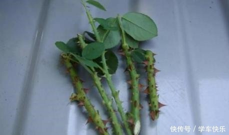 它的枝条,沾上水土就生根,漂亮好养味道香,关键花期长,花量大!