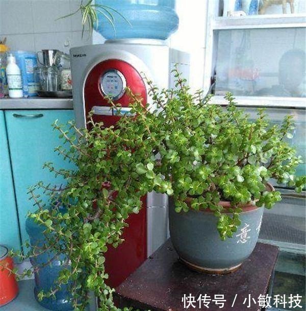 金枝玉叶|养金枝玉叶盆景,满足3个要点,长成传家宝,最后一点很关键