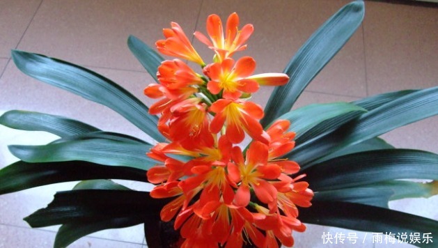 叶片|新手养护花卉,掌握3个方面,次次开花“爆盆”,叶片绿滴油!