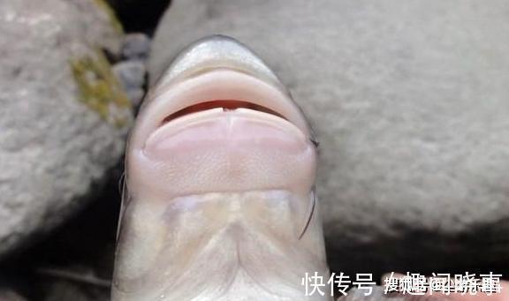 这种鱼横行了6千万年,10年才长1斤肉,却逃不过“中国吃货”的嘴