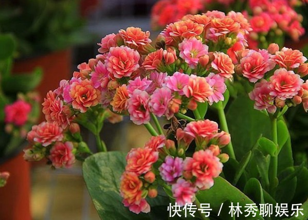 很容易养的3种花,养护不费心,给点水就来劲,开花美艳你阳台