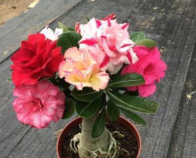 “3种花”不喜水,一碰水“又枯又黄”,往太阳下一摆,盆盆花爆