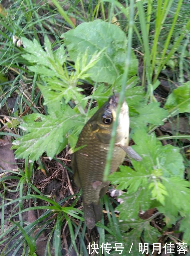 西南风|野钓小技巧浮漂做一个小改动,惊鱼几率大降