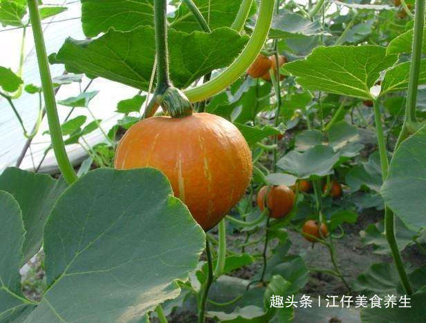 禁忌|南瓜好吃,但却不能乱吃,吃南瓜有1大禁忌,还有人傻傻不清楚