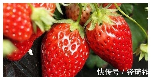 反季节|不建议给孩子吃草莓?这几个理由或要引起重视,家长们别不当回事