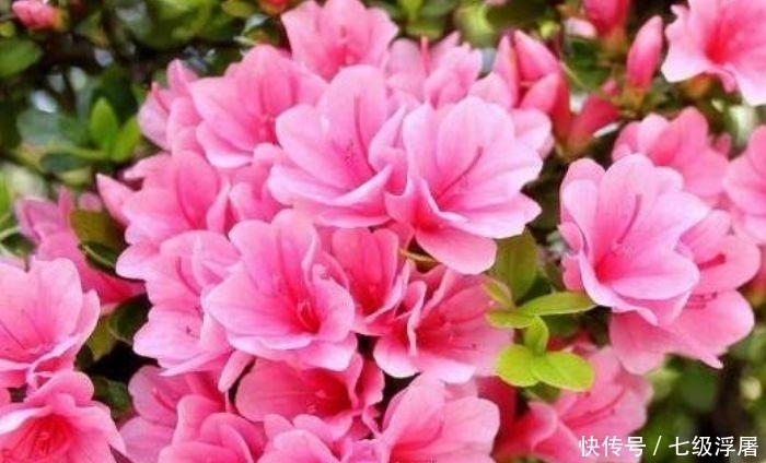 几款艳丽的花卉,漂亮又好闻,懒人新手都能养好,美成花海!