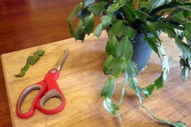 空气湿度|室内蟹爪兰四季养护操作，繁殖和促花技巧教给你，看你能学多少