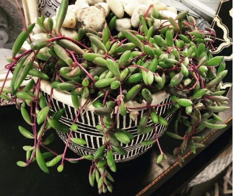 夏天养4款“景天多肉”，便宜好养，花苞红彤彤，呼呼窜成肉瀑布