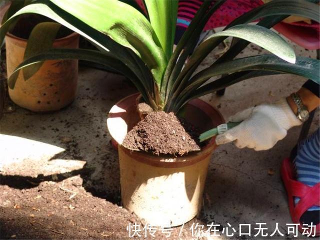 君子兰|给君子兰换盆不做“3大改变”,就算每年换4回土也不顶用,快学下