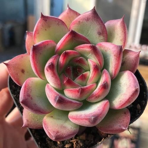 多肉阳台党终于放弃了蒂亚,因为遇见了篝火,颜色火红皮实好养