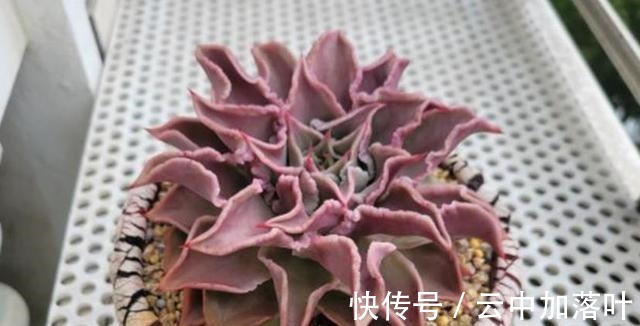 养护|2021年备受欢迎的网红多肉,养护简单容易繁殖,长出状态想咬一口!