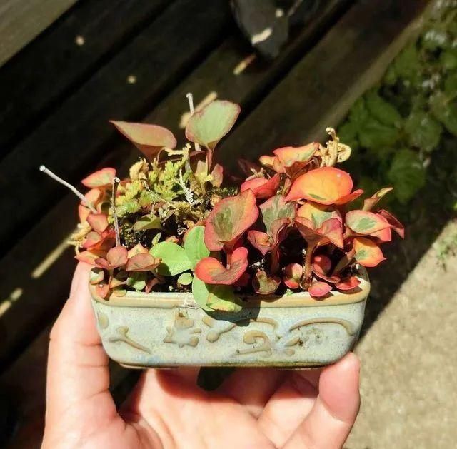 山野草，也高雅！