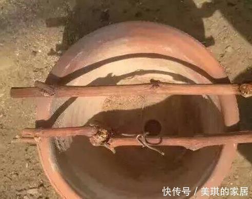 此两种水果种阳台,一根枝条就能种,果子多的压弯枝,想吃就摘