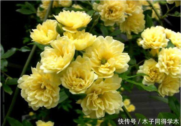养护|适合居家养护的几款花卉,不闻不问,也能开花五彩缤纷
