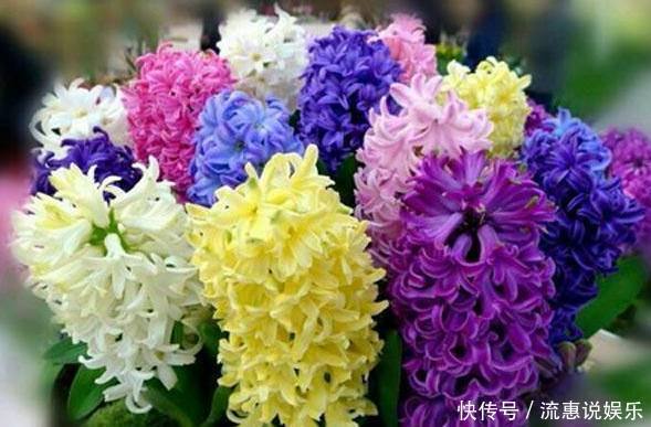 媳妇在家养盆栽风信子，花谢后这样处理，来年依旧花开灿烂