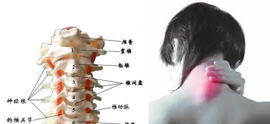 枕头里装点“它”,血管不堵,颈椎不疼,头晕手麻统统都赶走