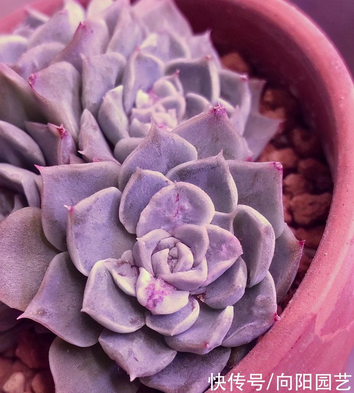 冬季养多肉，“禁区”要知道，老手分享经验，新手养肉不发愁