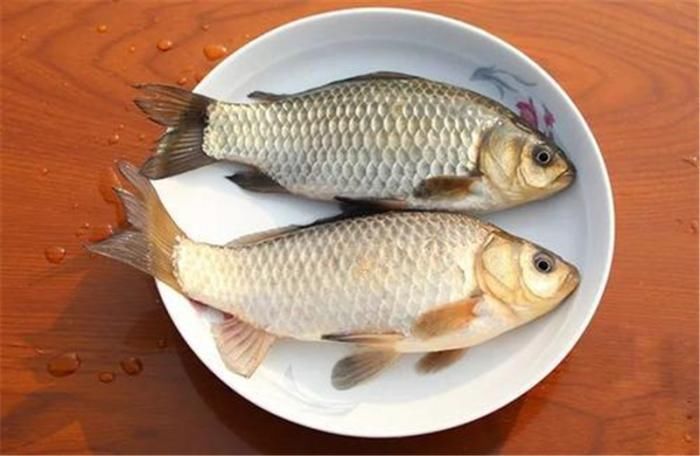 钓友|日本“假鲫鱼”入侵我国,比真鲫鱼还受欢迎,钓友一次钓一桶