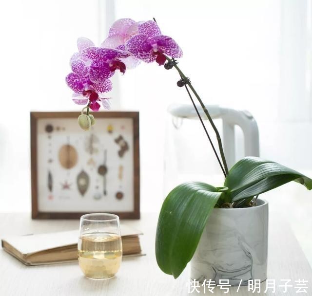 蝴蝶兰|15种耐阴花,室内光照不足,照样花开不断!