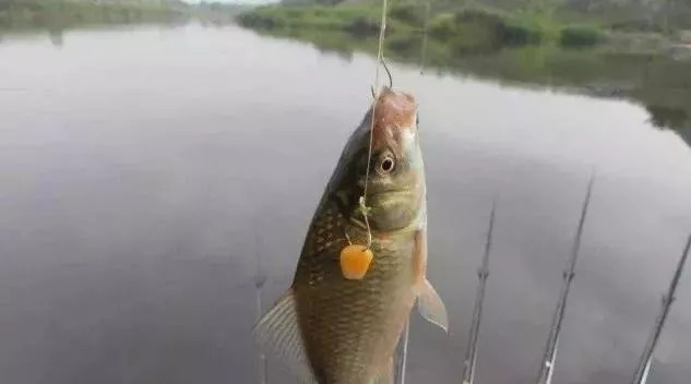 大鲫|钓鲫鱼的钩号应该用几号钩？选对了，轻松钓大鲫！