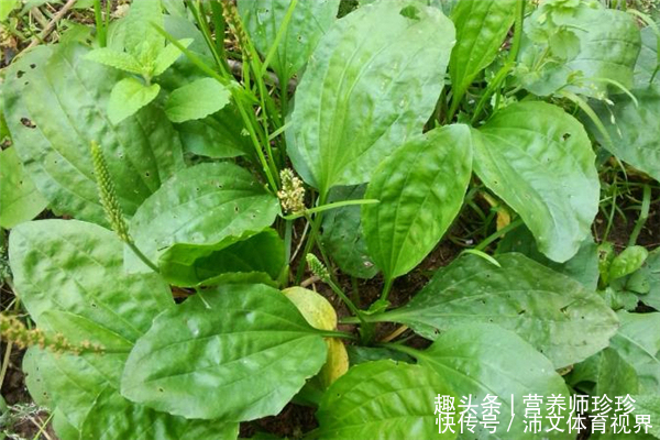 车前草|这菜全身都是宝,可惜很多人当草,晒干泡水好处多,别不知价值