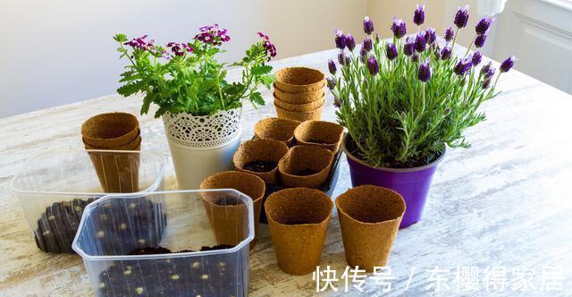 驱蚊草|家里的这些角落里，适合摆放哪些植物？建议收藏！