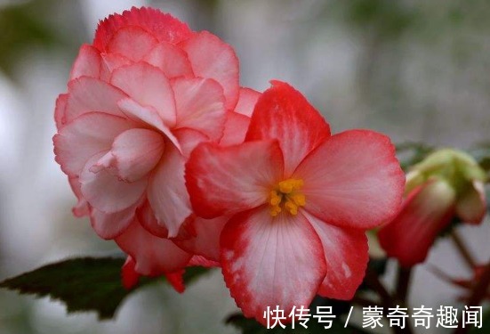 此款小花,漂亮好养,花色鲜艳,花形优美,养在阳台绽放炽热的美