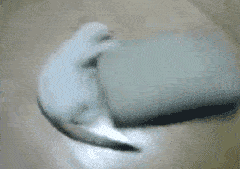 |搞笑GIF趣图:劈叉我见多了,但是这样的真没见过