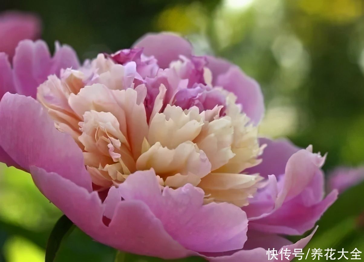 这么多花，为什么偏偏牡丹是“花中之王”？看完你也得服