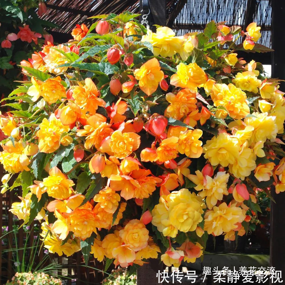 秋海棠盆栽养护问题解答，病虫害防护，不开花和新芽脱落解决方案