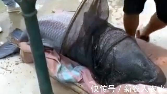 湖北一男子盘黑坑，意外钓起126斤的大青鱼，塘主直言：镇塘之宝