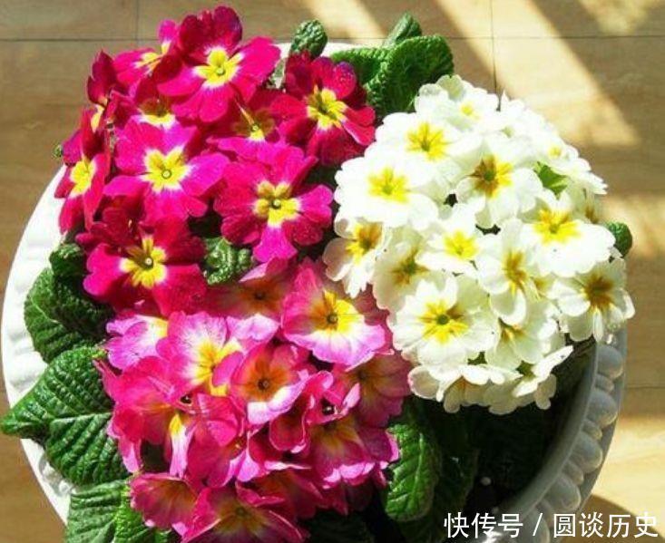 4种花很好养，耐热耐晒更耐旱，株型美观大气，非常优雅