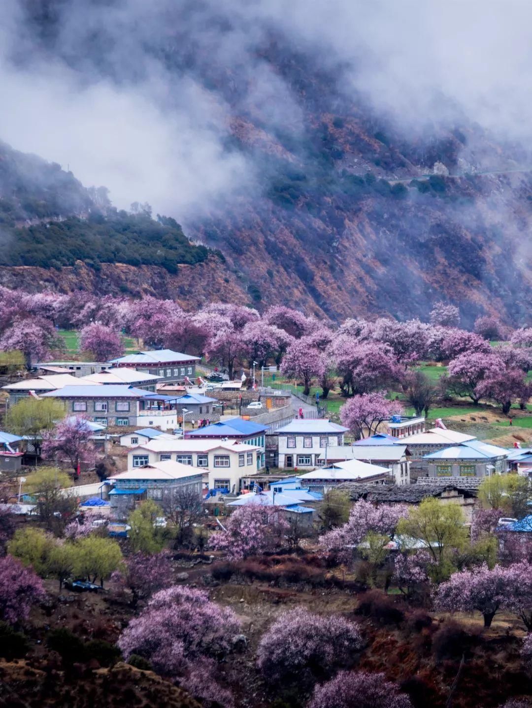 飘雪4月~西藏桃花