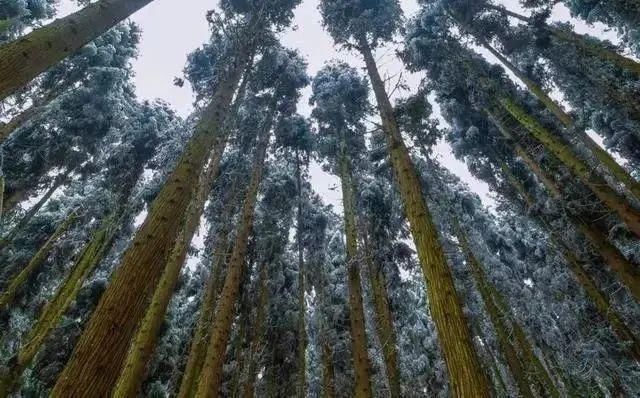 1小时飙拢！去重庆看雪！云海雪山森林，下山还能泡温泉！