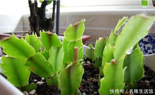  养花|家里养花，用此个妙招，一盆变成十盆，花盆都不够用了