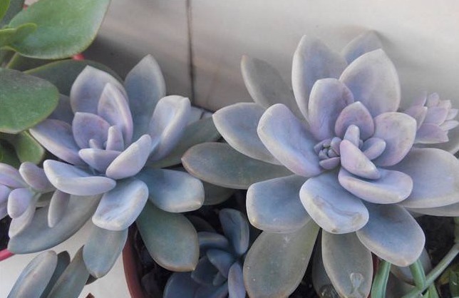 新手养多肉就选冬美人,注意这三点,简简单单养爆盆,美丽极了