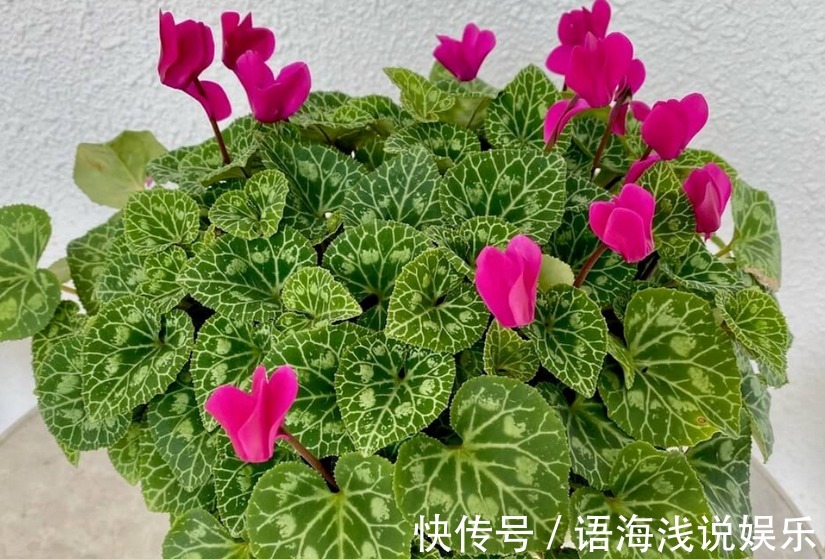 养仙客来,施肥、光照、浇水,掌握住门道,开花才又多又美