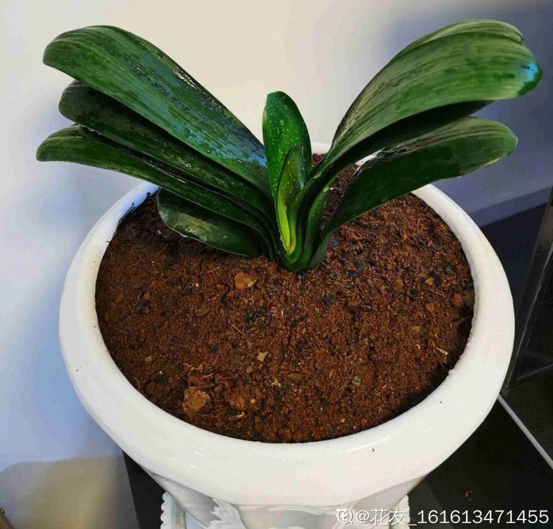 浇水|10种花要控水,天热反而不能浇,一浇水就死